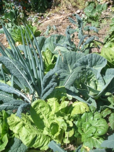 More green abundance, love the kale!