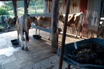 The cows getting fed in the morning, after Tom has collected their manure (see wheel barrow on right)