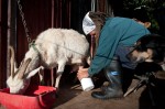 Tom milks the goat whilst she is eating breakfast