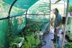 Watering the seedlings in the poly tunnel