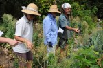 Showing Noosa Permaculture group seed savers the large numbers of seeds available
