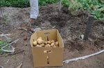 A big potato harvest