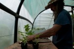 Potting seeds and looking after seedlings in the polytunnel, and getting some seedlings for planting