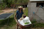 Seedlings and buckets for soil taken to the garden