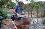 Sifting the compost for adding to the seedlings