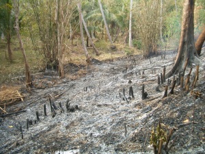 Burning off in Vanuatu