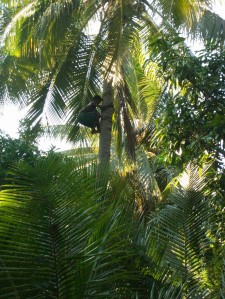 Kids climbing coconut trees in Bareo