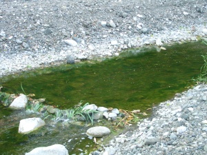 Excess nutrient in the water in Bareo