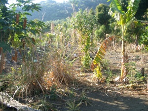 Start of a permaculture garden in Bareo, Vanuatu