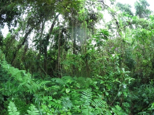 The site for the Permaculture Research Institute Luganville